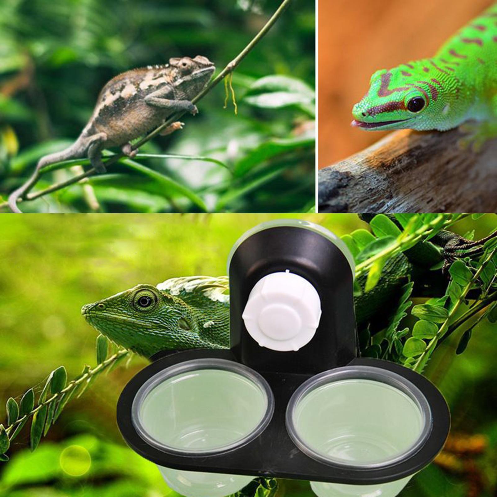 Gecko Food Dish Gecko Water Di - đánh giá và giá Water Dish Reptile